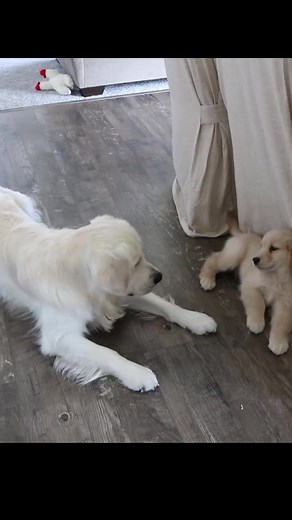 1M views · 10K reactions | BOOP! | Charlie, Bodie, and Riggs | Facebook