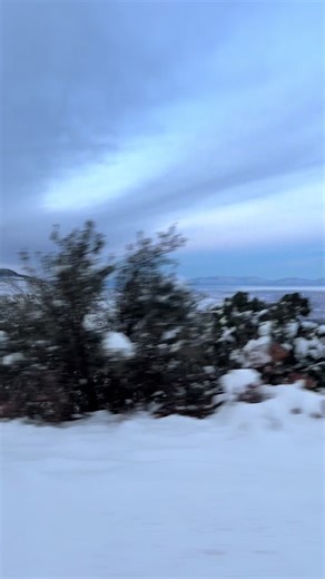 Celebrating Hounds: A Love for Blueticks and Redticks