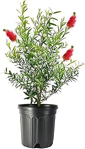 Bottlebrush Tree | 3 Live Gallon Size Plants | Callistemon Citrinus Red Cluster | Drought Tolerant Bird Attracting Shrub Tree