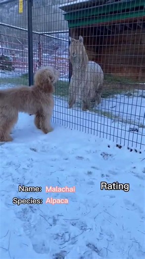 Dog rates other animals! #animals #goldendoodle #ratings