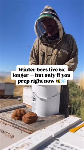 Winter survival starts now. The bees you’re raising today aren’t summer foragers — they’re winter fat bees, built to live 180 days and carry the hive until spring. That’s why we feed pollen patties in the fall. They give colonies the protein boost needed to raise strong, healthy brood right when it matters most. Without it? Your cluster size may be smaller which can decrease survivability, especially when they have a shortage of pollen available. At Homer’s Honeybee, our philosophy is simple: pr