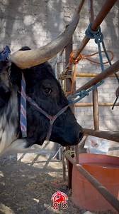 ¡Ya vamos en Camino! El Desmonte Michoacán #RC #lamarearoja | Rancho El Carmen