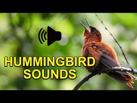 Hummingbird Sounds, Calls and Baby Chirping