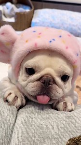 Can you spot the joy in this adorable Frenchie's face? 🥰🥰 #frenchbulldog #dogs #frenchie #frenchielife #frenchiegram #frenchiefun #dailyfrenchie #fblifestyle | Bully Vibe Media