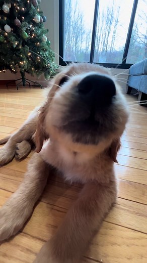 cucumber ASMR 🥒🐾 #asmr #goldenretriever #puppy #dogtok