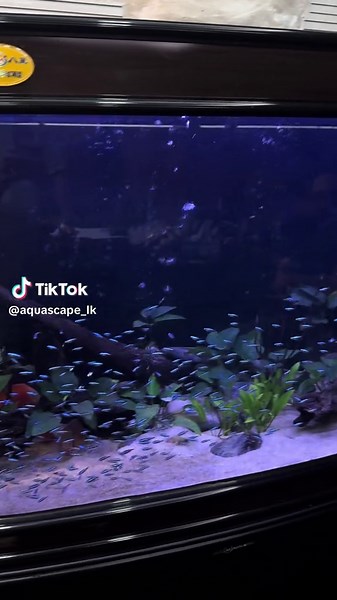 Creating a 5 ft Curved Aquarium with Cardinal Tetras