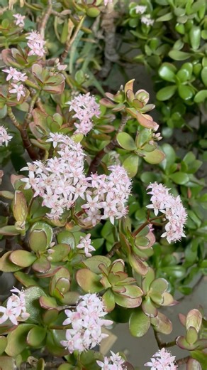 The money tree has bloomed! 🙄