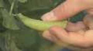 How to Harvest Peas