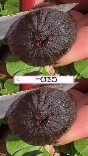 颠覆你对蒜的认知：没有辛辣味的黑蒜，蒜你有福用时间沉淀美味