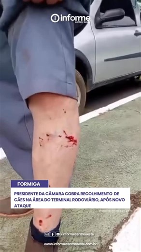 Informe Centro Oeste MG on Instagram: "Jaci da Rua Nova, presidente do Poder Legislativo, cobra recolhimento de cães após novo ataque no Terminal Rodoviário, registrado na manhã deste sábado (3). Segundo a vítima, o feirante e ex-vereador Zizico de Cunhas, de 72 anos, o ataque reuniu 12 cães."