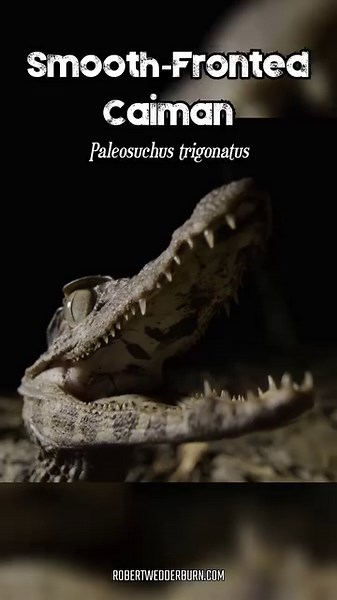 34K views · 235 reactions |  Smooth-Fronted Caiman (Paleosuchus trigonatus)  #reptile #reptiles #reptilesofinstagram #reptilelove #reptilelover #reptilekeeper #reptilebreeder #reptilephotography #reptilesofinstagram #crocodile #crocodiles #crocodilesofinstagram #crocodile #caiman #caimanes #wildlifeplanet #wildlifevideo #wildliferescue #wildlifeaddicts #wildlife #wildlifefilmmaker | Robert Wedderburn Productions | Facebook