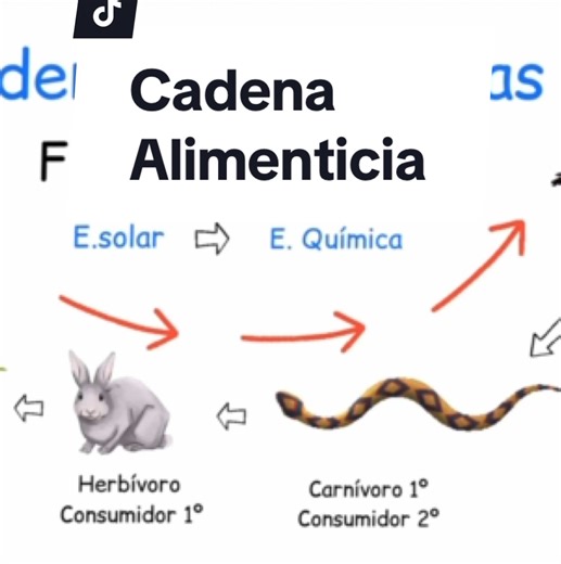 Mostramos cómo es el flujo de energía en una cadena alimenticia, y como esta se va a transformando de energía lumínica a energía química para generar energía potencial en los seres vivos #biologíayecología #biologia