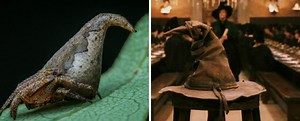 New Spider From India Looks a Lot Like the Harry Potter Sort | Plants And Animals