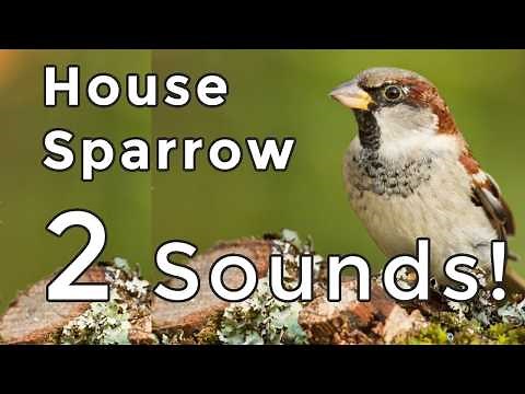 HOUSE SPARROW SONGS & CALLS (2026): Learn both of their COMMON sounds!
