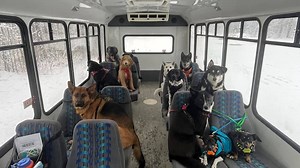 Bus-riding TikTok dogs from Alaska go viral