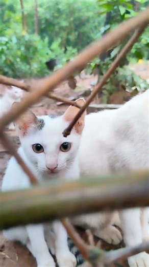 #cat #pets #cute #cuteanimal #catvideos #catlove #catshorts #funnycats #cats #funny #lovelypets