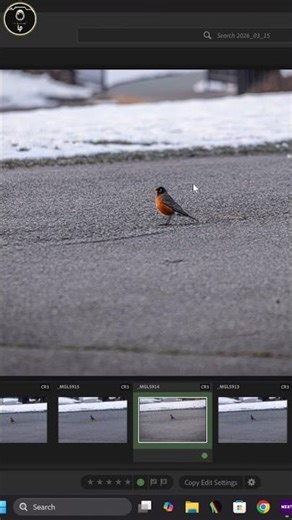 #3 Edit Amazing Robin Photos Contrast & Focus Hack!