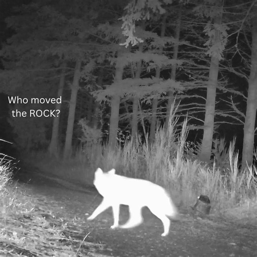Coyotes vs The Moved Rock #coyotes #smartanimals #wildlife