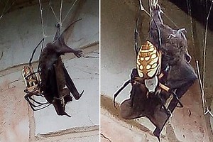 Horrifying video shows huge banana spider catching a BAT in its 6ft web outside a house in Texas