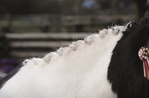 6 products for your horse's plaiting kit to help you achieve perfect plaits every time