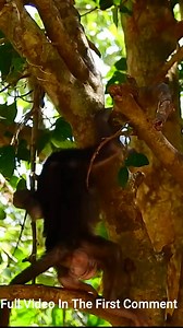 15K views · 90 reactions | Jade Baby Monkey Fall Down From Tree#23 | Monkey history 2024 | Facebook