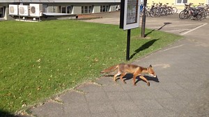Flauschig-wilder Besuch heute morgen auf dem Campus #Treskowallee... dieser wissbegierige #Fuchs schaut regelmäßig bei uns vorbei. Die hiesige Kaninchenpopulation nimmt es meist ganz gelassen. Man kennt sich - und versteckt sich rechtzeitig..:-) Namensvorschläge für den HTW-Schlaufuchs gern an uns! | HTW Berlin