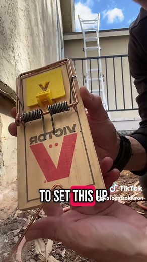 Setting up a Victor Rat trap #pestcontrol #sandiego #rat #trap #traphouse
