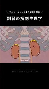 ＼副腎の解剖生理学／ #解剖生理学