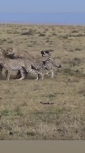 1.3M views · 10K reactions | African Wilderness never fails to amaze you when you on safari. It’s the big time experience which reminds you that you are not in a zoo. Embrace the moment, learn and the rest leave to its nature. Join us and explore the plains of Tanzania and Kenya for an unforgettable safari experiences. HAKUNA MATATA.朗 | Porcupine Tours | Facebook