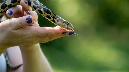 Watch what happens when a small creature uses a powerful defense