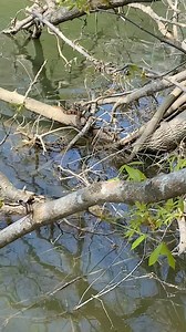 This is the Midland Watersnake (Nerodia sipedon pleuralis). They are a medium sized snake reaching 59 inches at maximum size, but they'll typically be a bit smaller. As you notice in this video I just observe the snake and leave it alone so when you see a snake you can also just observe it and leave it alone! This species will have a series of brown bands anteriorly, breaking up into lateral and dorsal blotches further down the body. The lateral blotches are typically offset from the dorsal blot