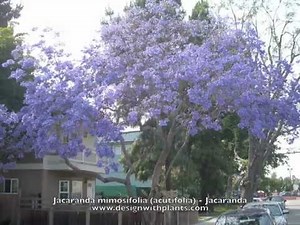 Jacaranda mimosifolia (acutifolia) - Jacaranda