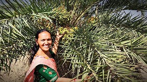 ગામડા માં થતું ખજૂર નું વૃક્ષ #food #vlog #khajur | Daxa Recipes