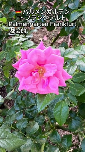 🌹中之島バラ園のバラ図鑑 Vol.23｜今日の5品種 #中之島バラ園 #大阪 #大阪散策 #癒し動画