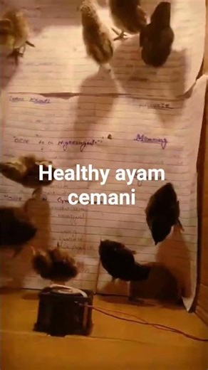 Day 3 Chick Growth | ayam cemani & Desi Chicks | Brooder Update #chicks #hatchingeggs