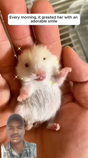 This woman rescues a helpless hamster on a rainy road and then #animals #short