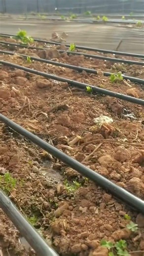 Drip Tape Irrigation in Action – See the Real Advantages