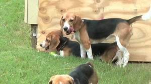 331K views · 5K reactions | ICYMI - please WELCOME TO FREEDOM Beagle...
