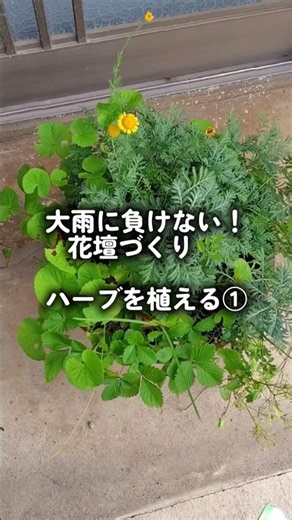 ハーブ花壇、いよいよ植え付け開始！