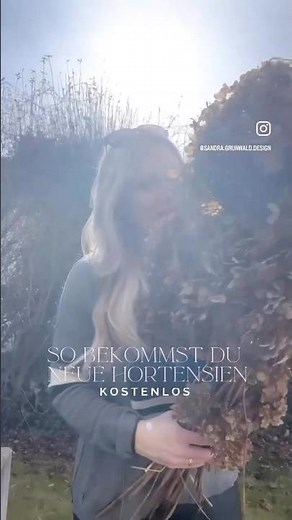 So bekommst du neue Hortensien – kostenlos 🌸🫶#kostenlos #hortensien #gartenarbeit #blumen