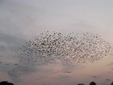 Flock (birds)