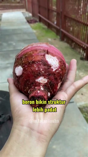 bisa sebesar apakah umbi talas pratama 3 setelah 4 bulan?original konten by @m.fataulinuha