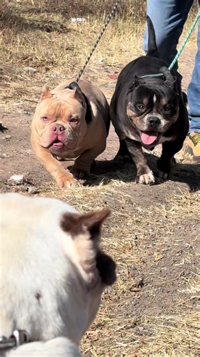 Topones de perros: ¡Conociendo a los Bully!