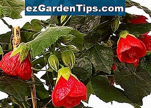 Abutilon Pflege 🌱 Tipps Gärtner - De.ezGardenTips.com