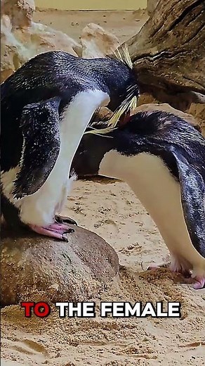 Penguins Propose with Pebbles — Nature’s Cutest Proposal Ever! 💍🐧#animalfacts #amazinganimals