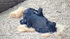 55K views · 1.6K reactions | V Zoo Praha se těší na duben, kdy své první narozeniny oslaví nejmladší gorila Gaia! 轢 | PRAHA TV | Facebook