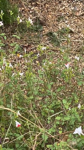 1.3K views · 40 reactions | 曆A hummingbird hawk moth enjoying the nectar in the wildlife garden at our Cambourne headquarters. 朗These day flying moths love red valerian and honeysuckle and are a classic example of convergent evolution - they occupy the same niche as hummingbirds, using their long proboscis to get nectar from tube shaped flowers, so they have independently evolved similar traits. 類Have you seen any yet? | The Wildlife Trust for Beds, Cambs & Northants | Facebook