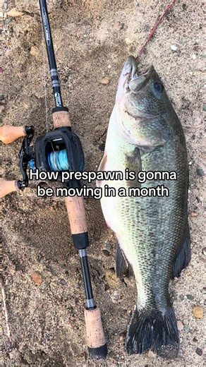 #fattbassfishing #fishing #real #spring#spawnfishing | pre spawn bass fishing