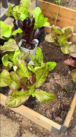 planting lettuce and cabbage in a raised wooden garden bed with green and purple leaves in soil