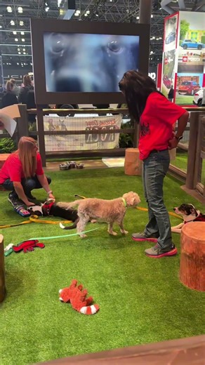 The Subaru Booth at the New York International Auto Show